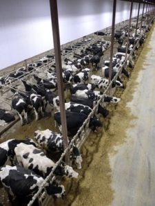 Wisconsin- Large Dairy Farms and Locals Debate | Bartell Powell LLP